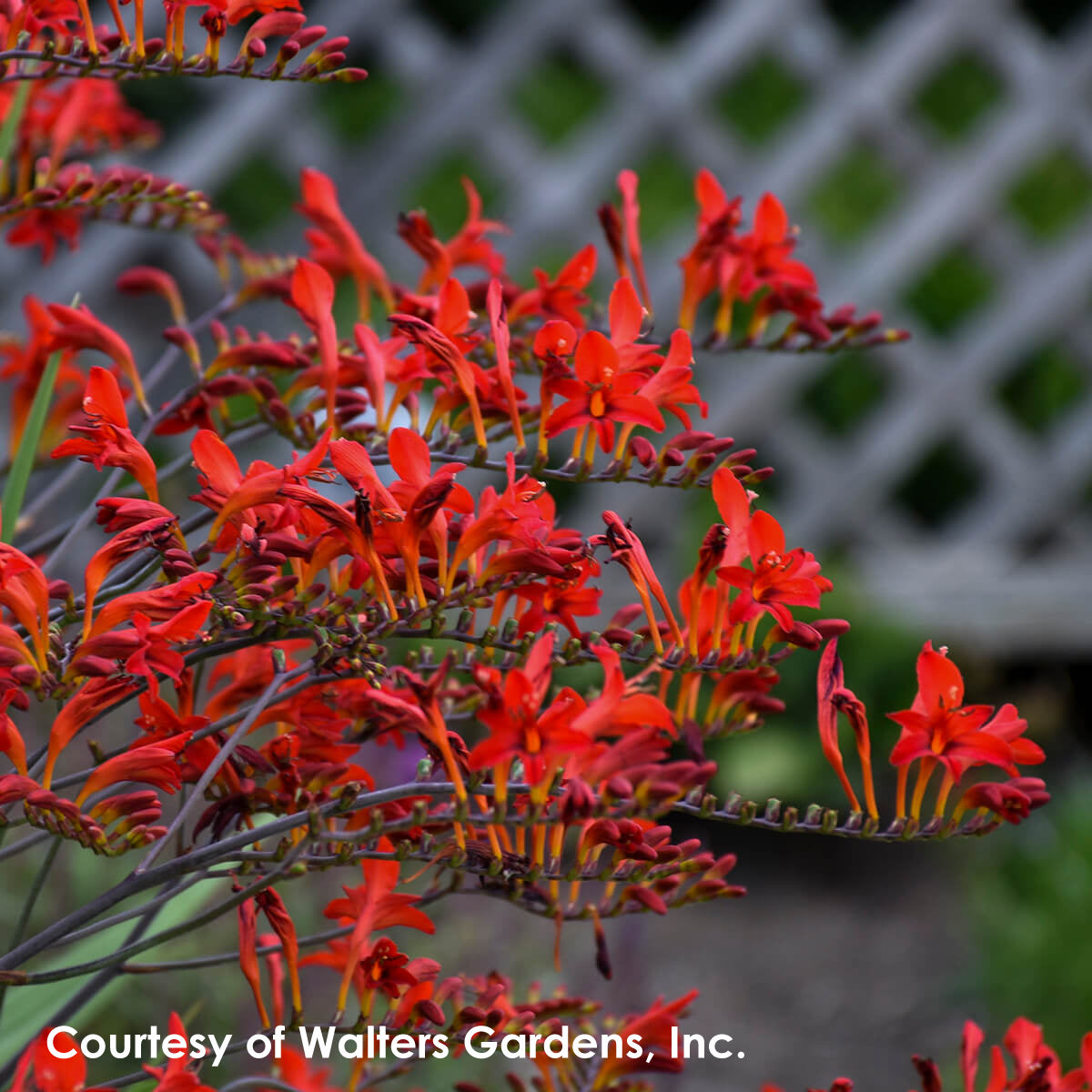 Crocosmia 'Lucifer' Montbretia