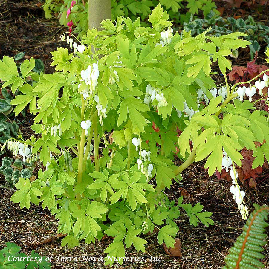 Dicentra spectabilis 'White Gold' Bleeding Heart