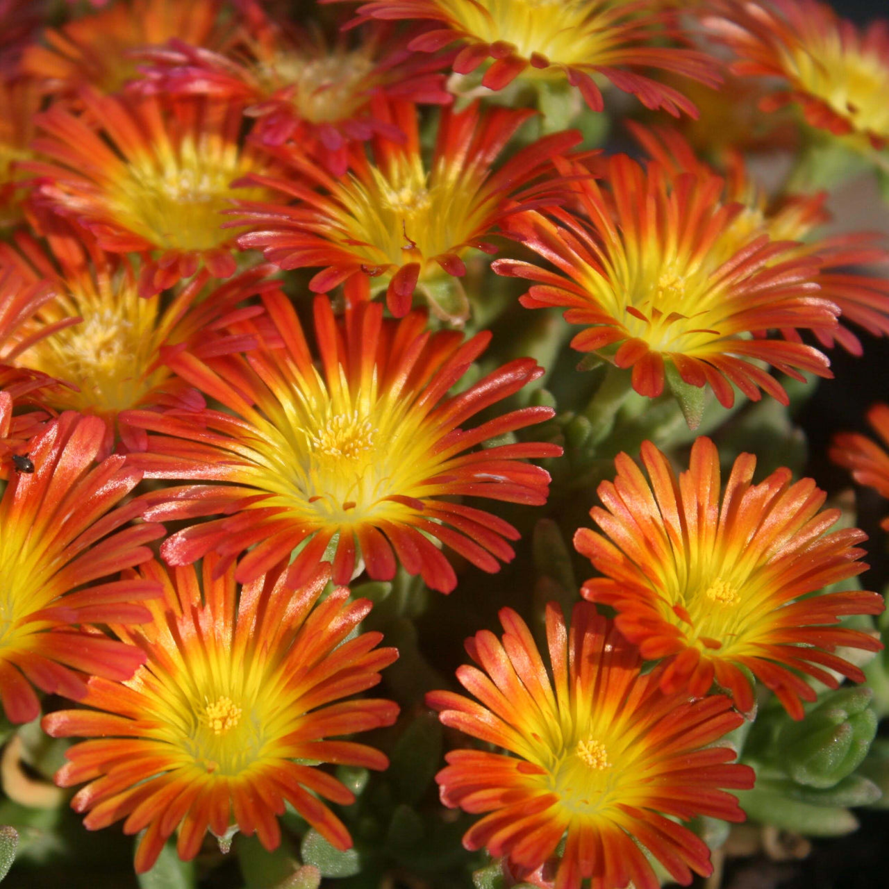 Delosperma 'Fire Wonder' Ice Plant