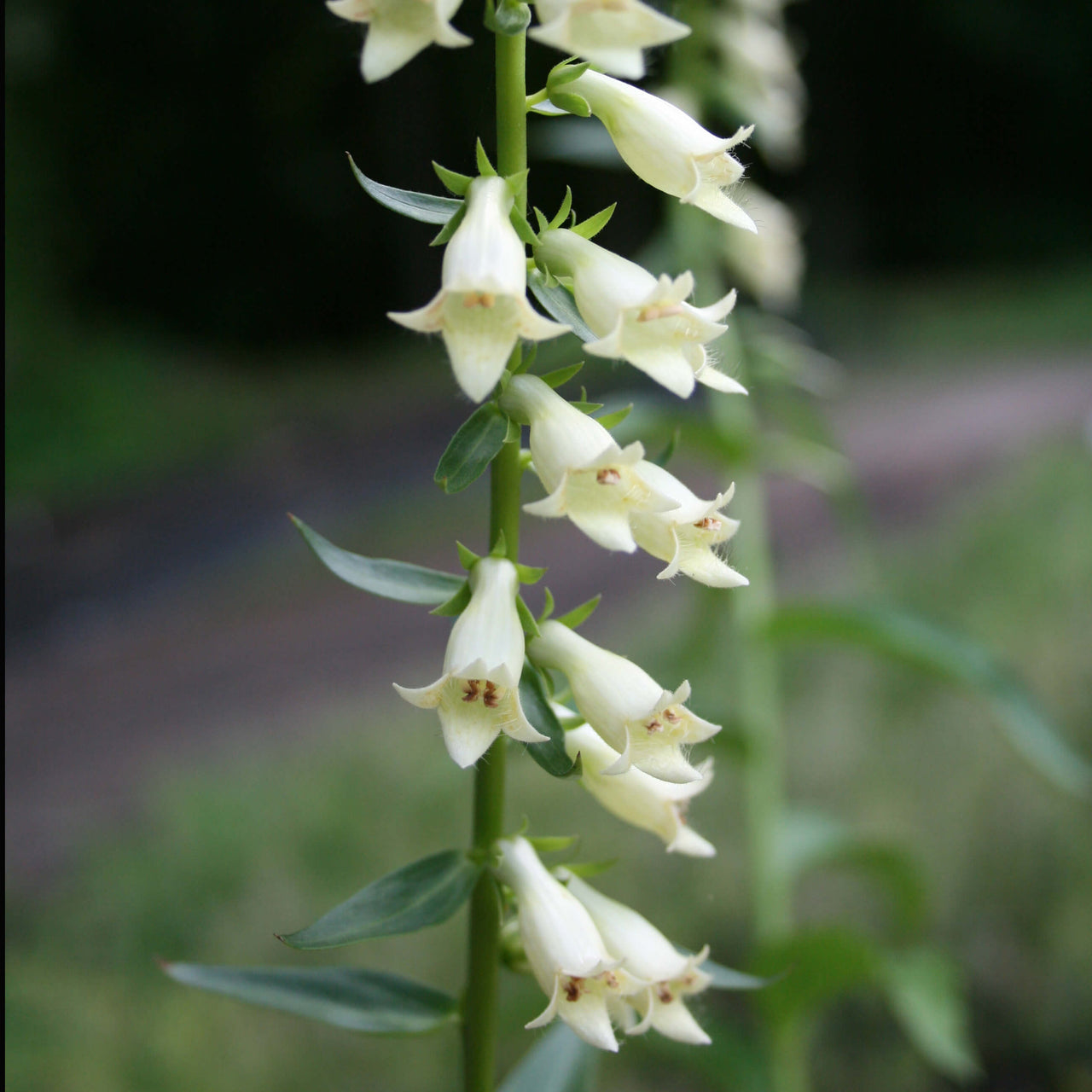 Digitalis lutea Foxglove