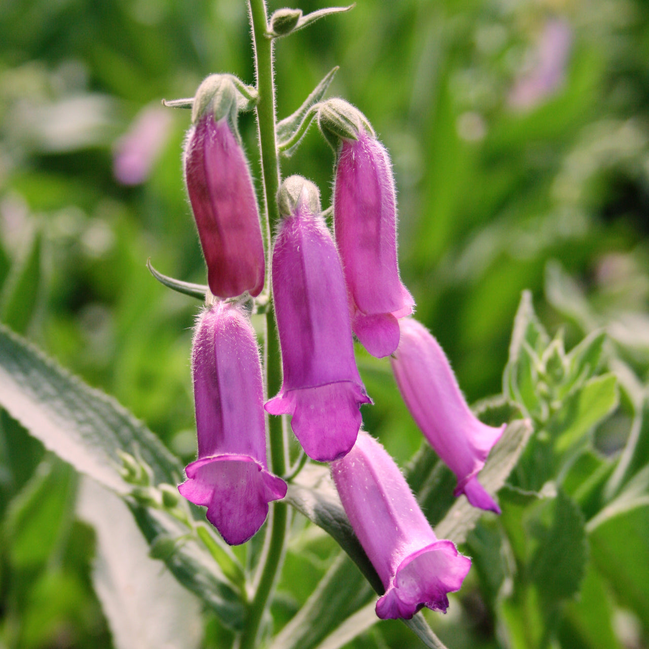 Digitalis thapsi Fingerhut Foxglove