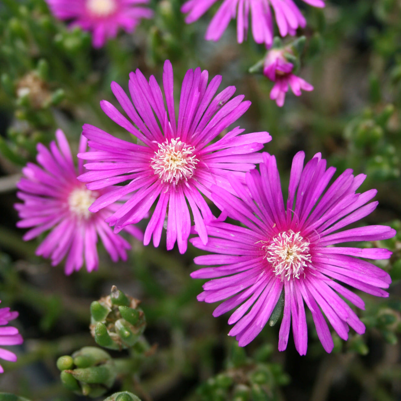 potted ice plant Delosperma cooperi Ice Plant for sale