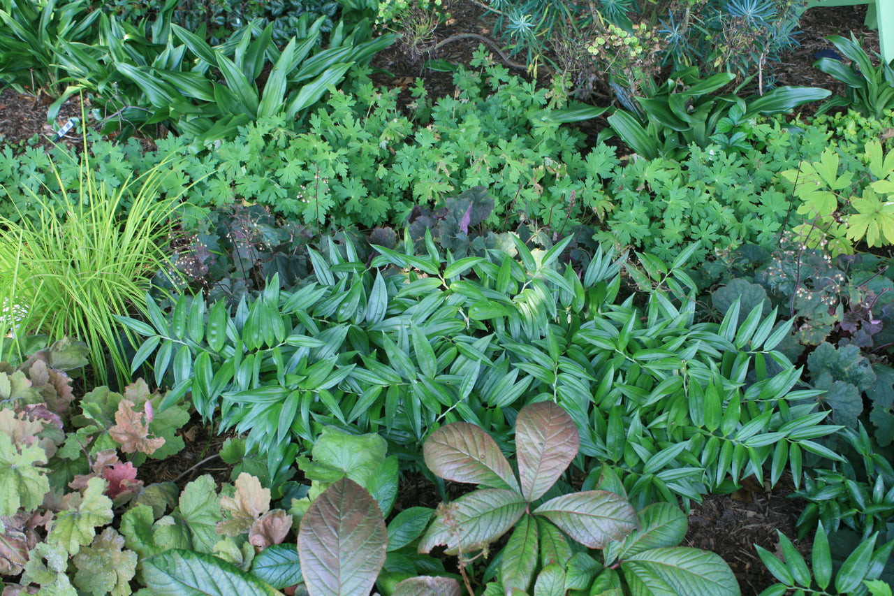 Disporopsis pernyi Evergreen Solomon's Seal