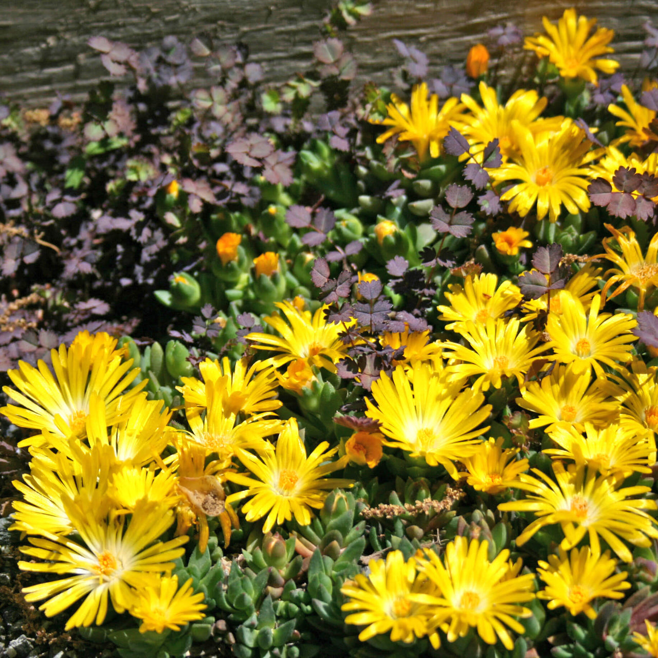 Delosperma nubigenum Ice Plant