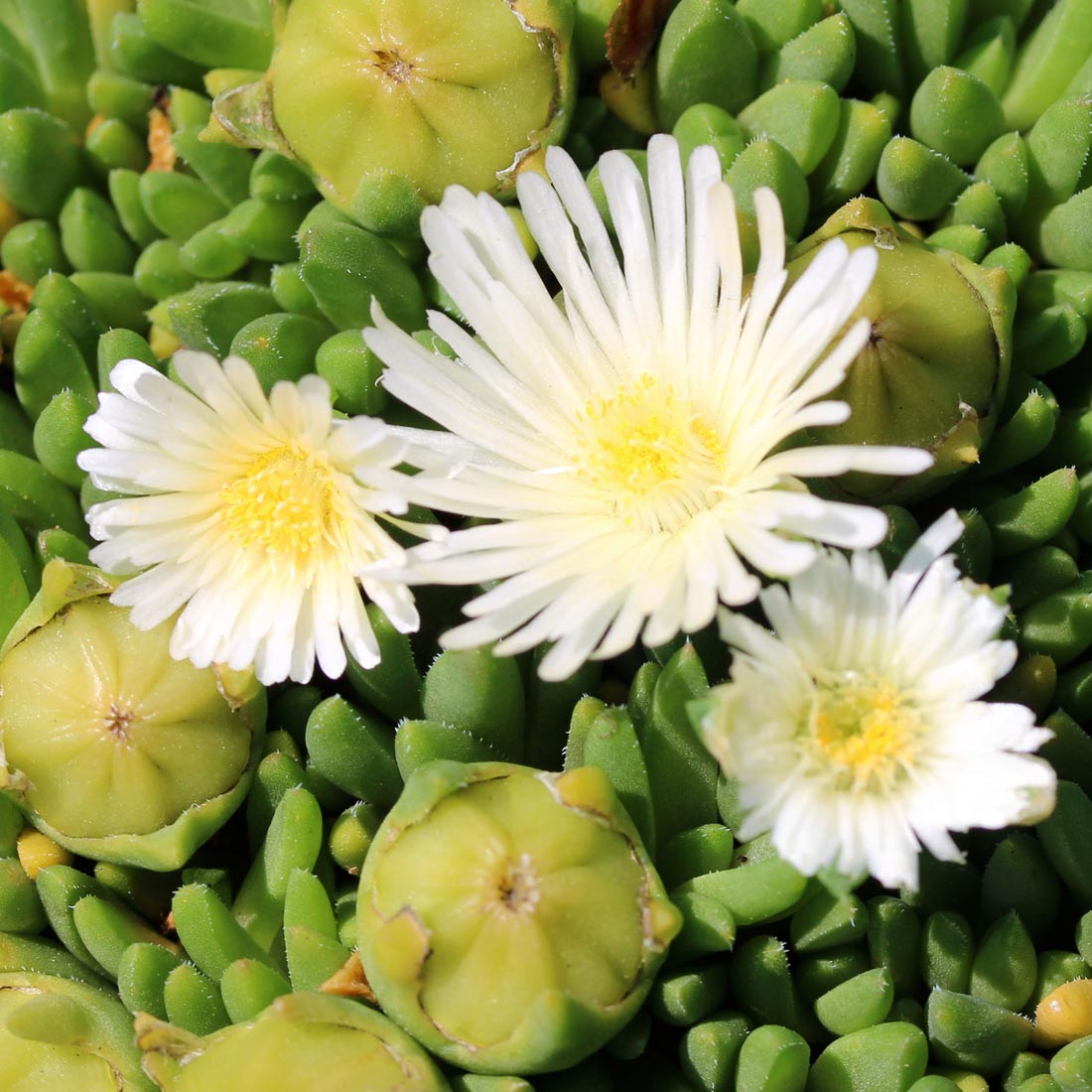 Delosperma congestum f. album 'White Nugget' Ice Plant