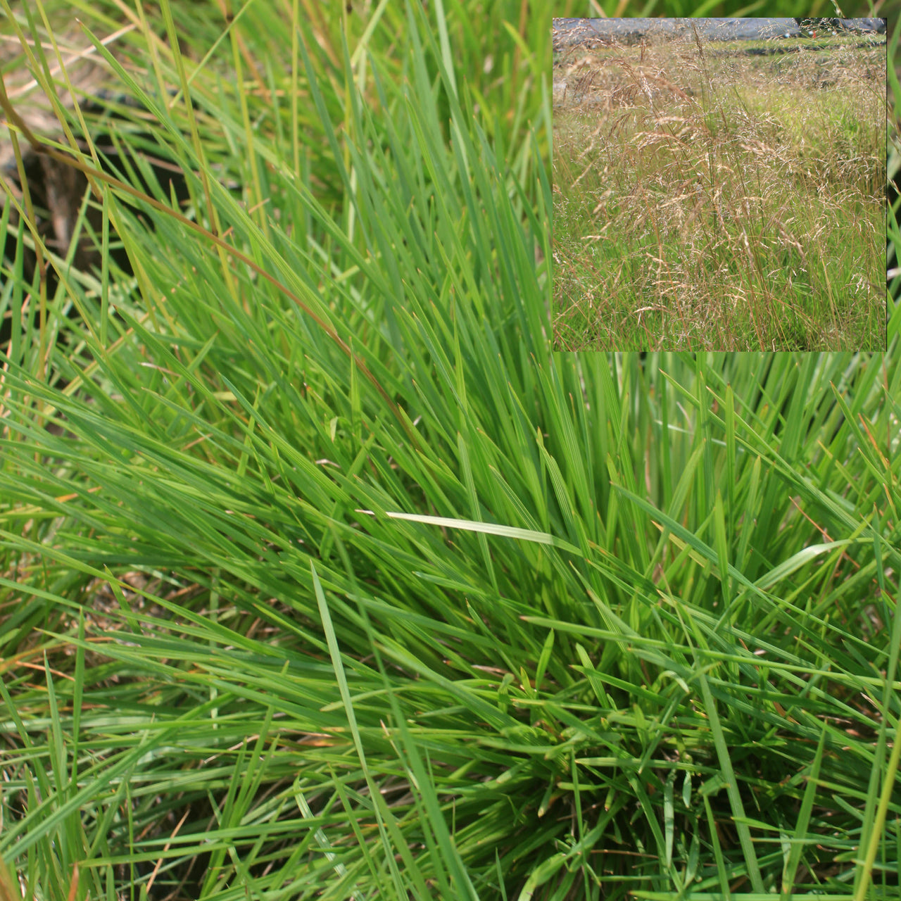 Deschampsia cespitosa Tufted Hair Grass