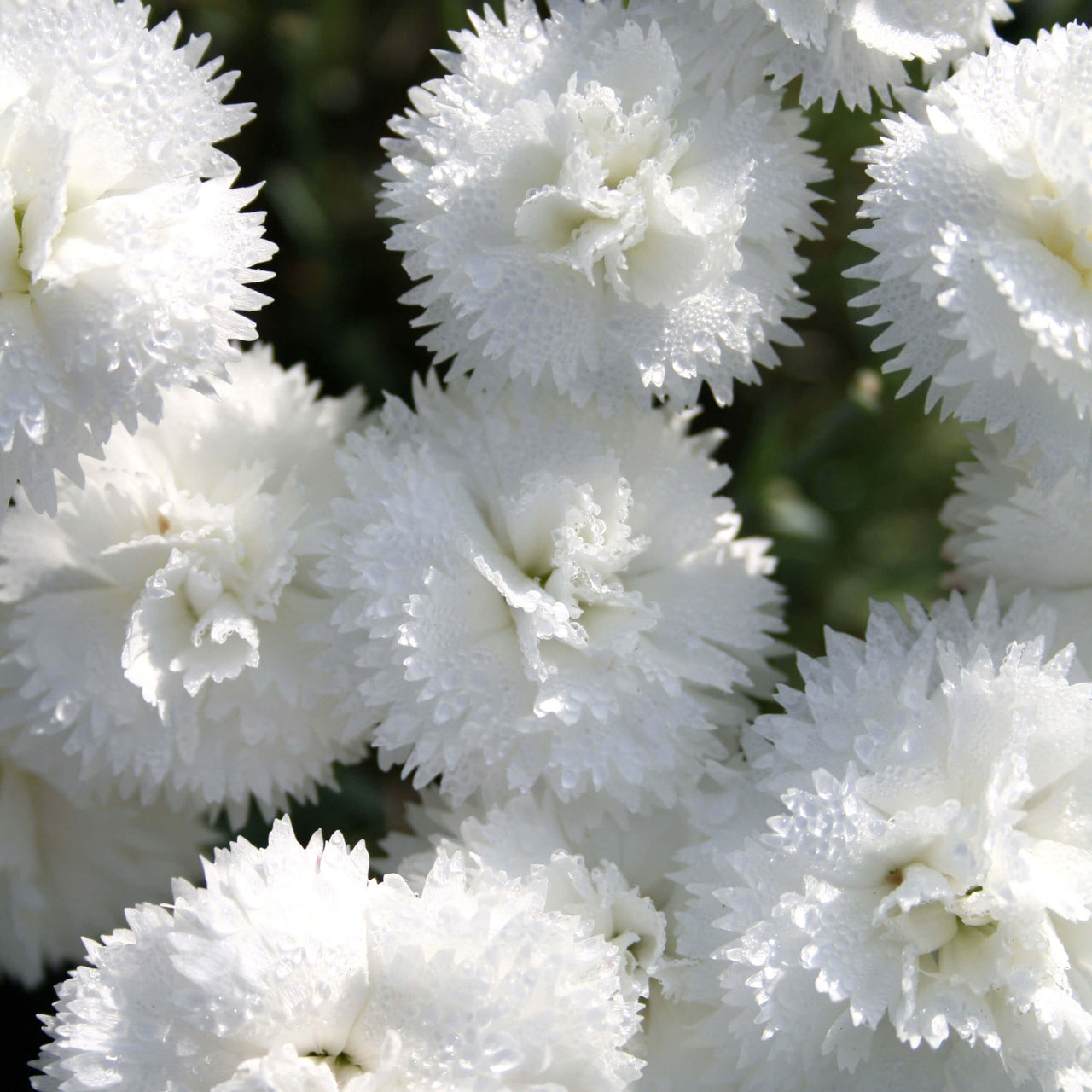 Dianthus 'Memories' Pinks