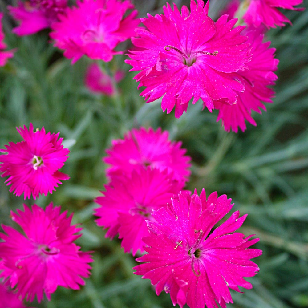 Dianthus 'Neon Star' Pinks