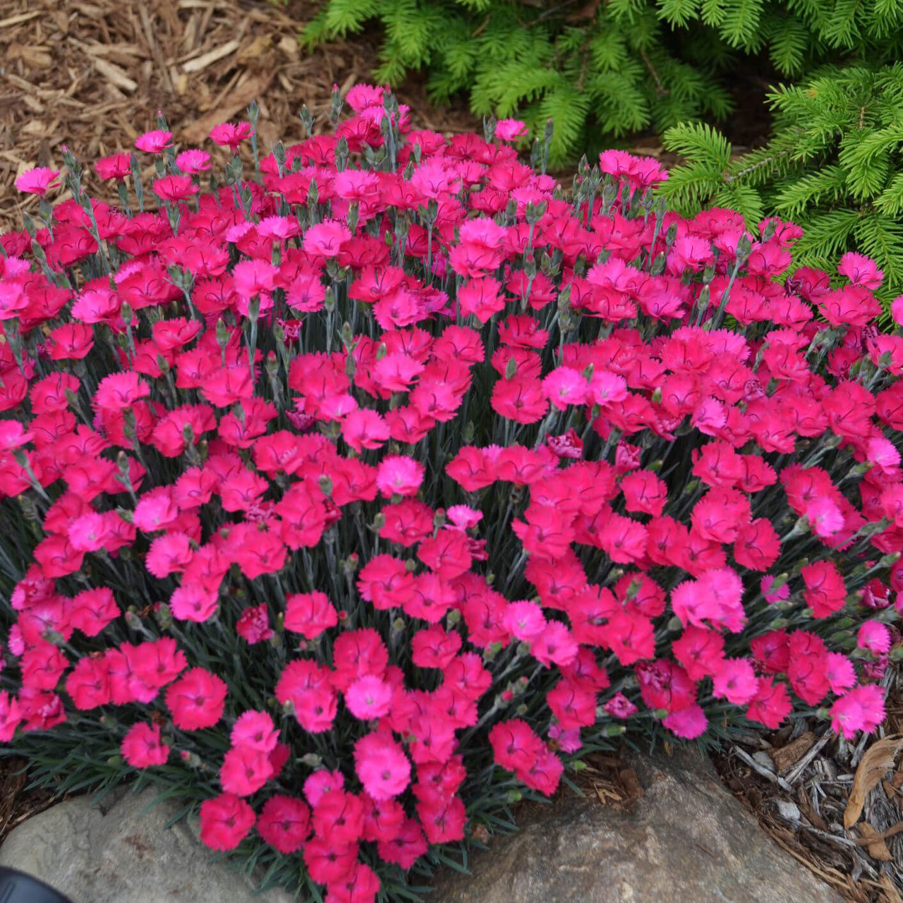 Dianthus 'Paint the Town Magenta' Pinks
