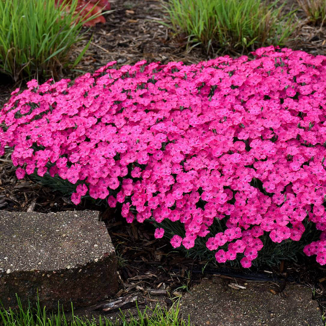 Dianthus 'Paint the Town Magenta' Pinks