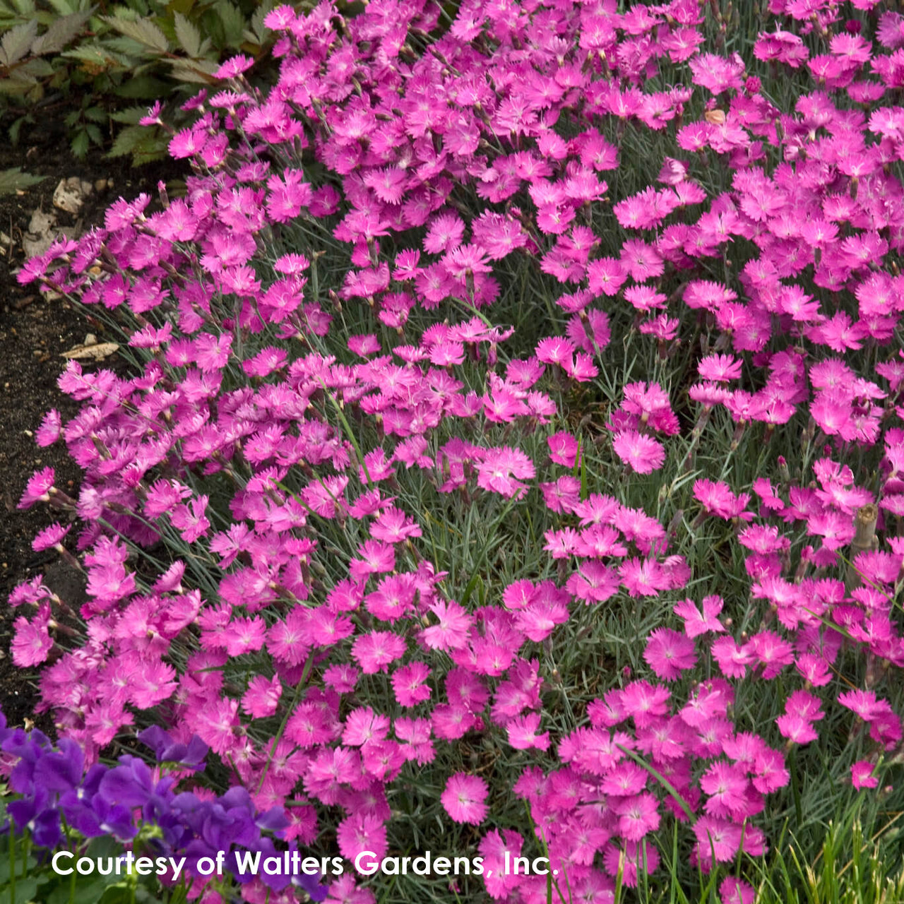 Dianthus gratianopolitanus Firewitch Cheddar Pinks for sale
