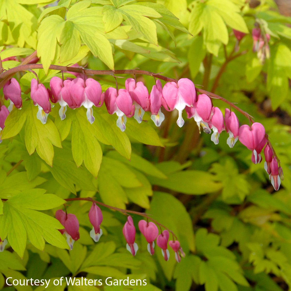 Dicentra spectabilis 'Gold Heart' Bleeding Heart