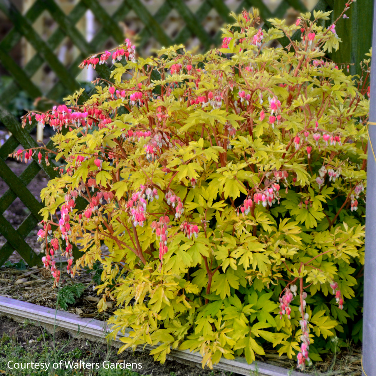 Dicentra spectabilis 'Gold Heart' Bleeding Heart