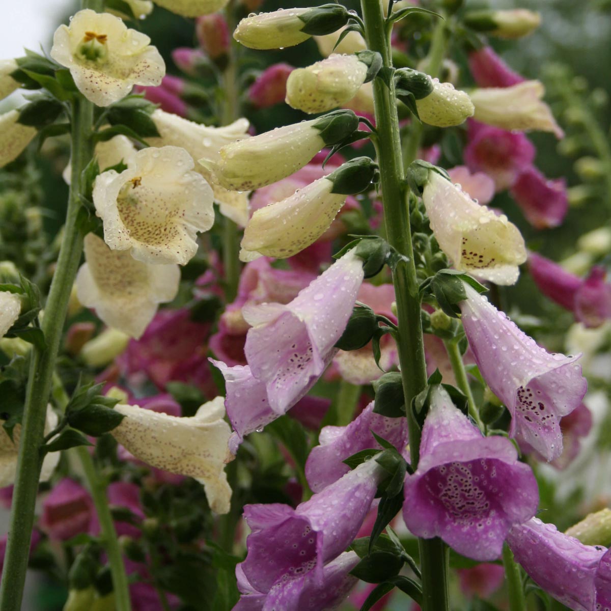 Digitalis 'Foxy' Foxglove