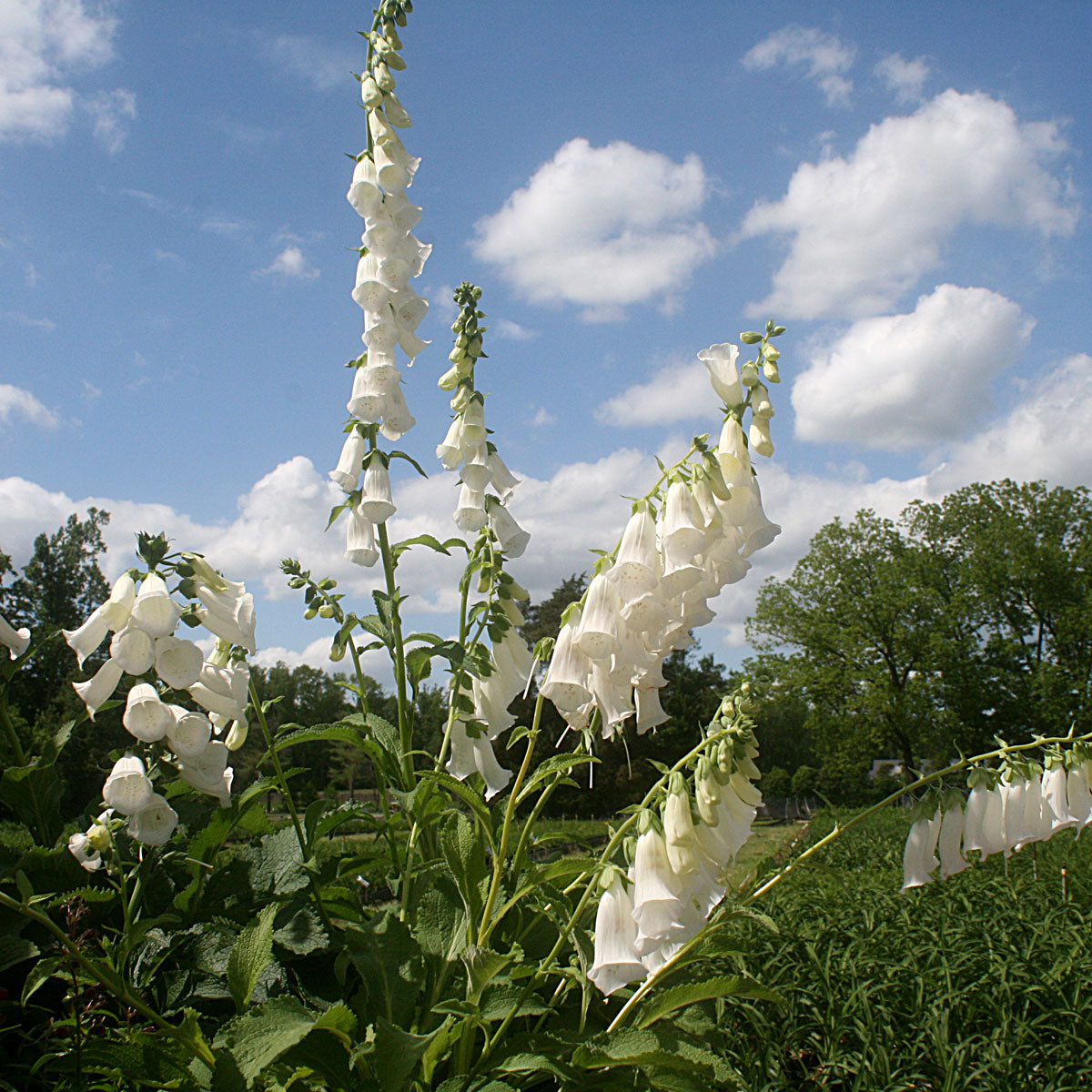 Digitalis purpurea 'Snow Thimble' Foxglove