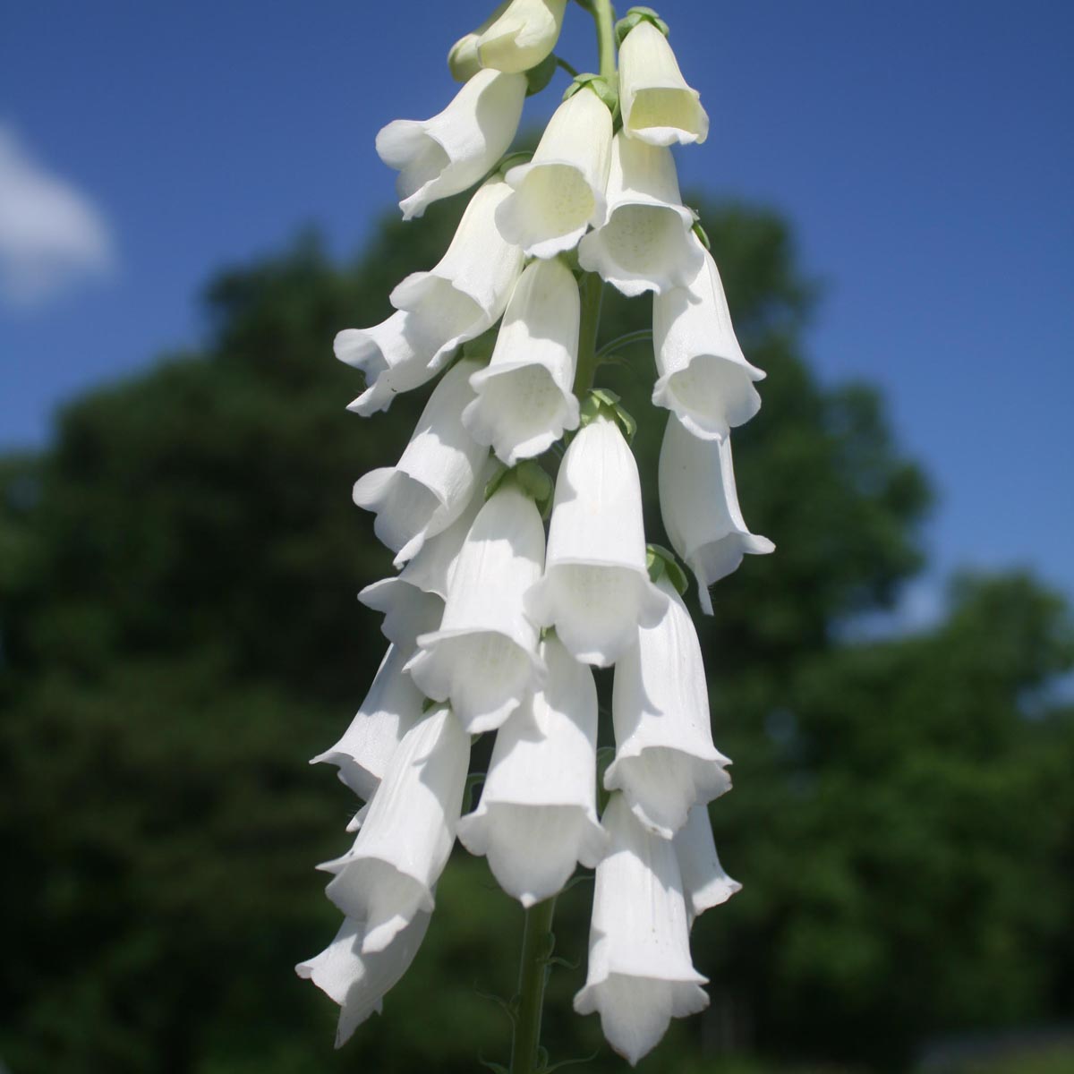 Digitalis purpurea 'Snow Thimble' Foxglove