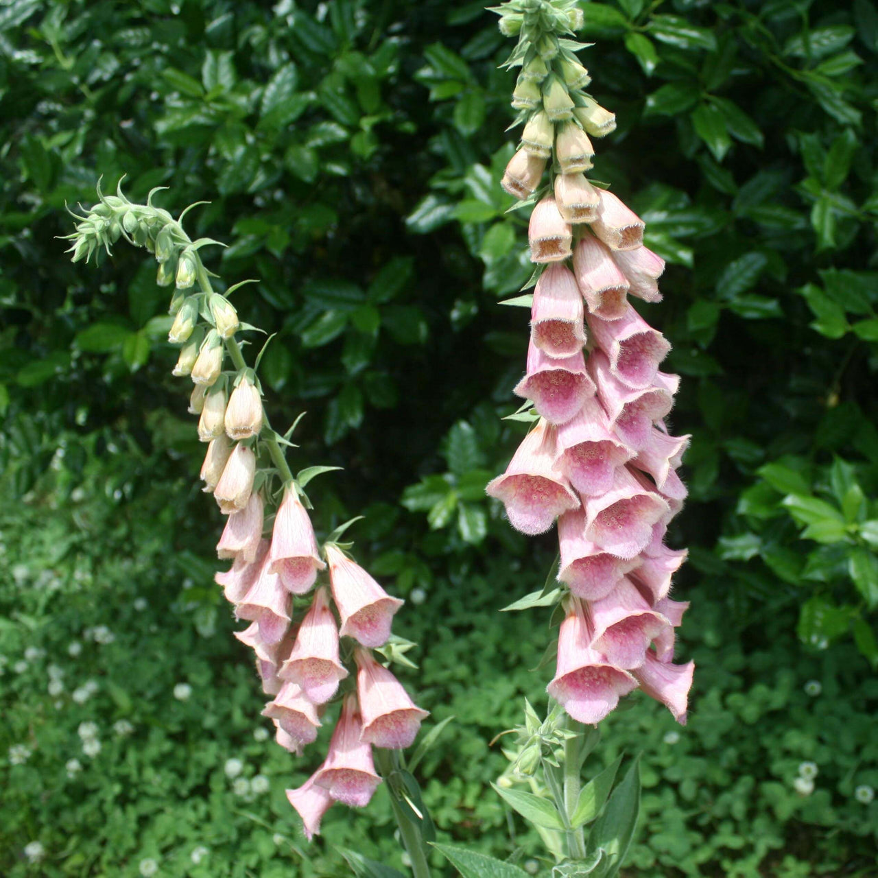 Digitalis mertonensis Strawberry Foxglove