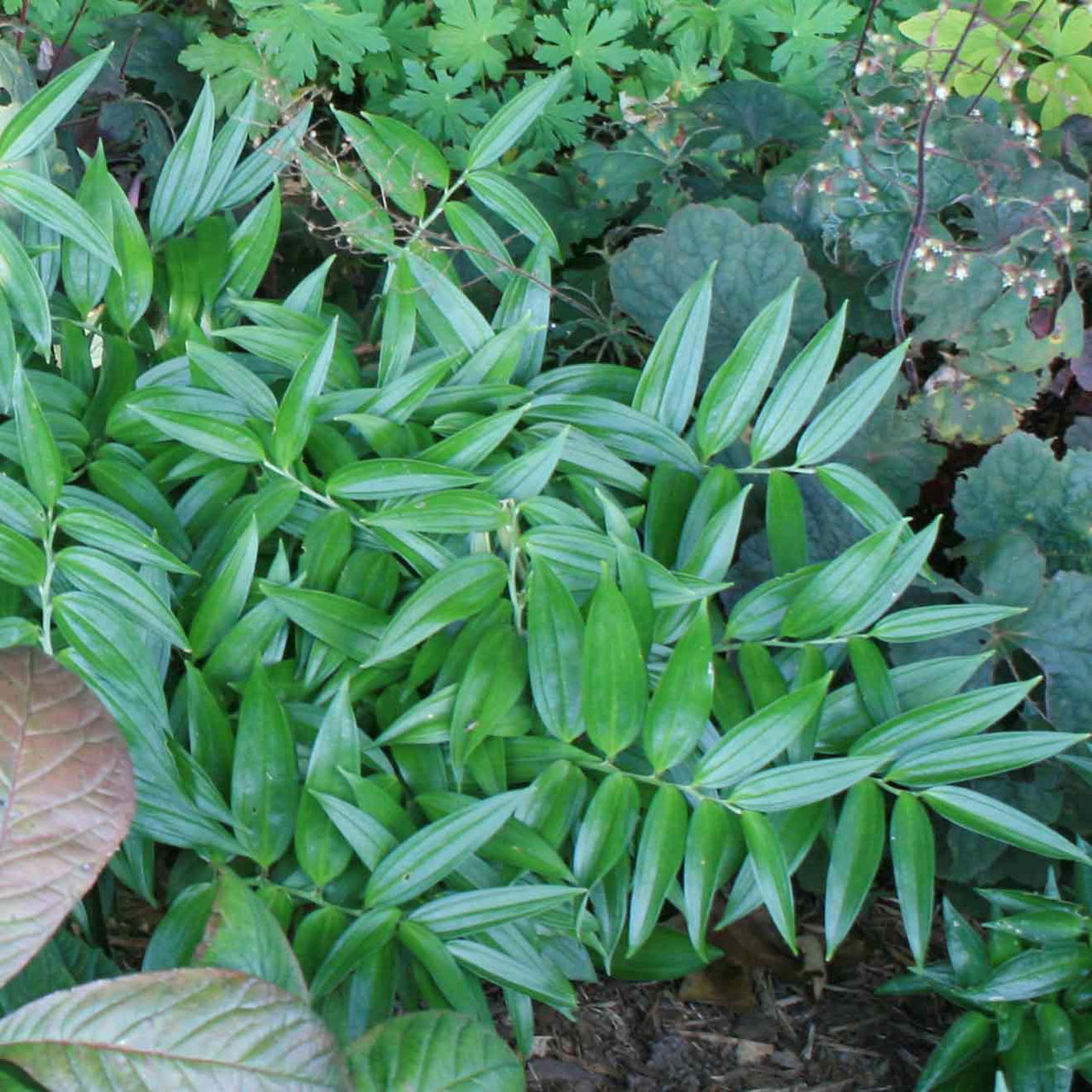 Disporopsis pernyi Evergreen Solomon's Seal