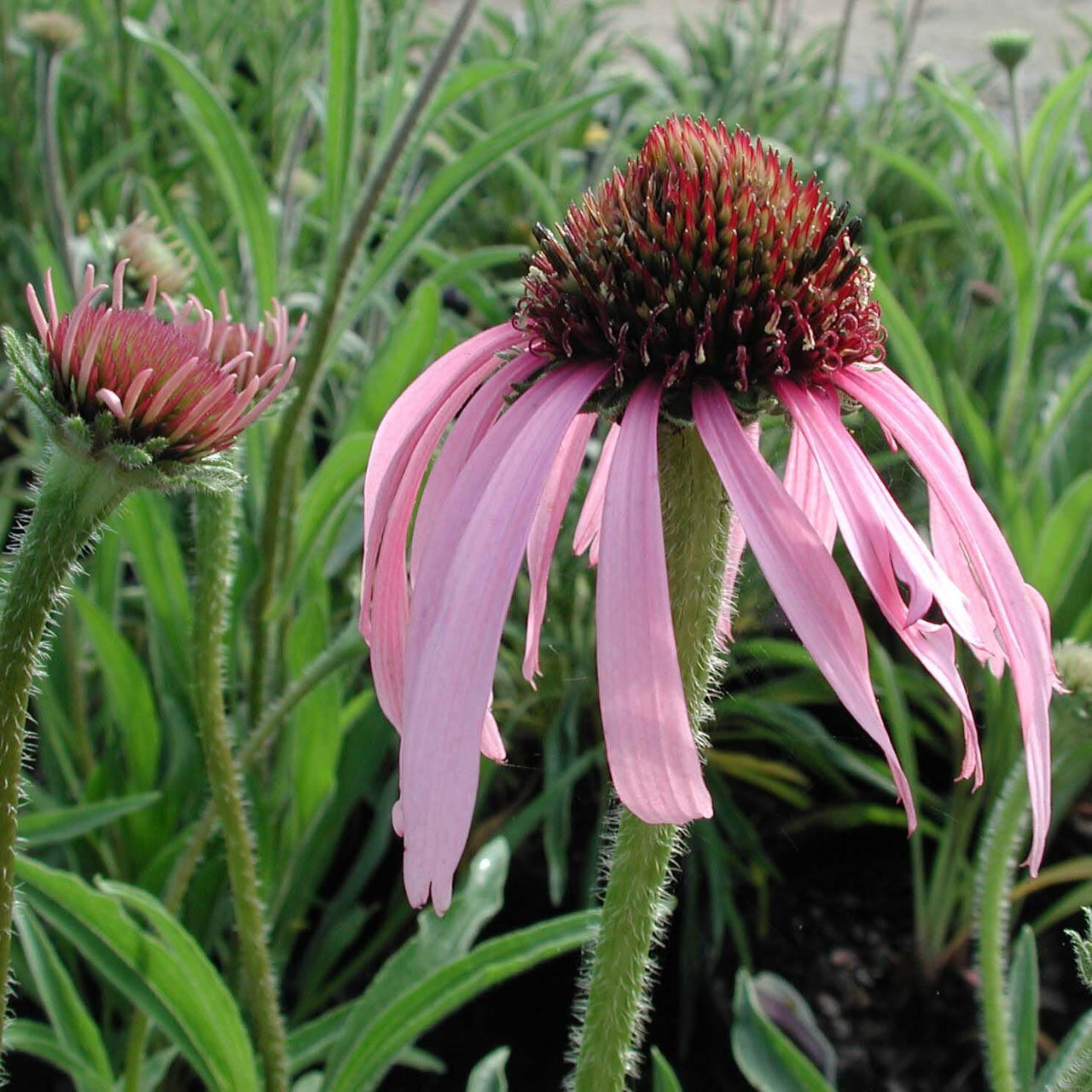 Echinacea pallida Pale Coneflower