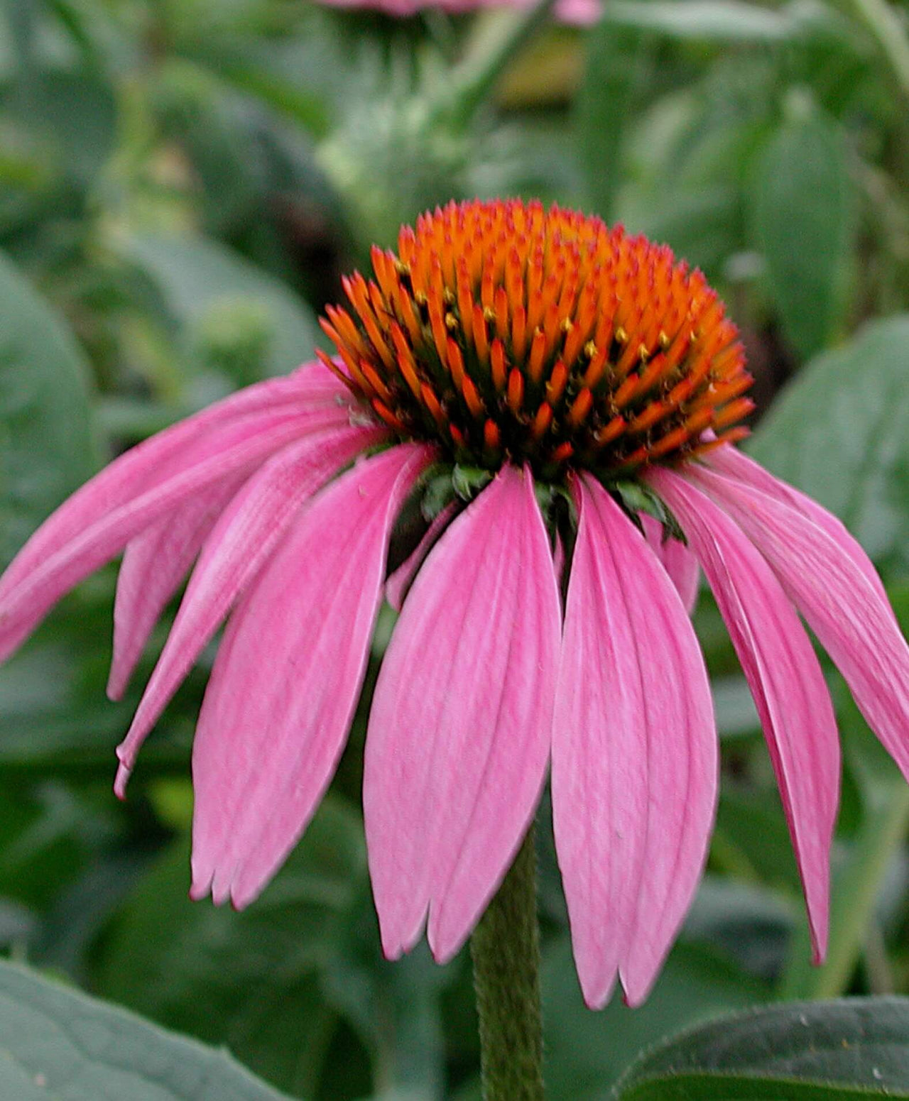 Echinacea purpurea Purple Coneflower