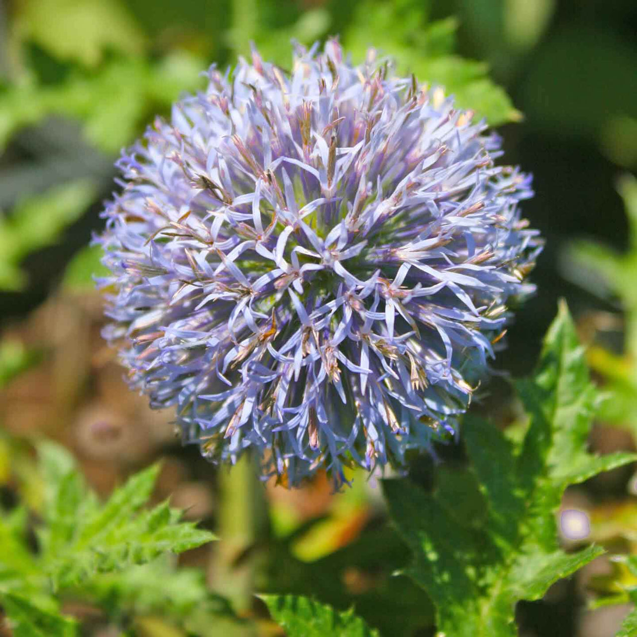 Echinops ruthenicus 'Platinum Blue' Globe Thistle