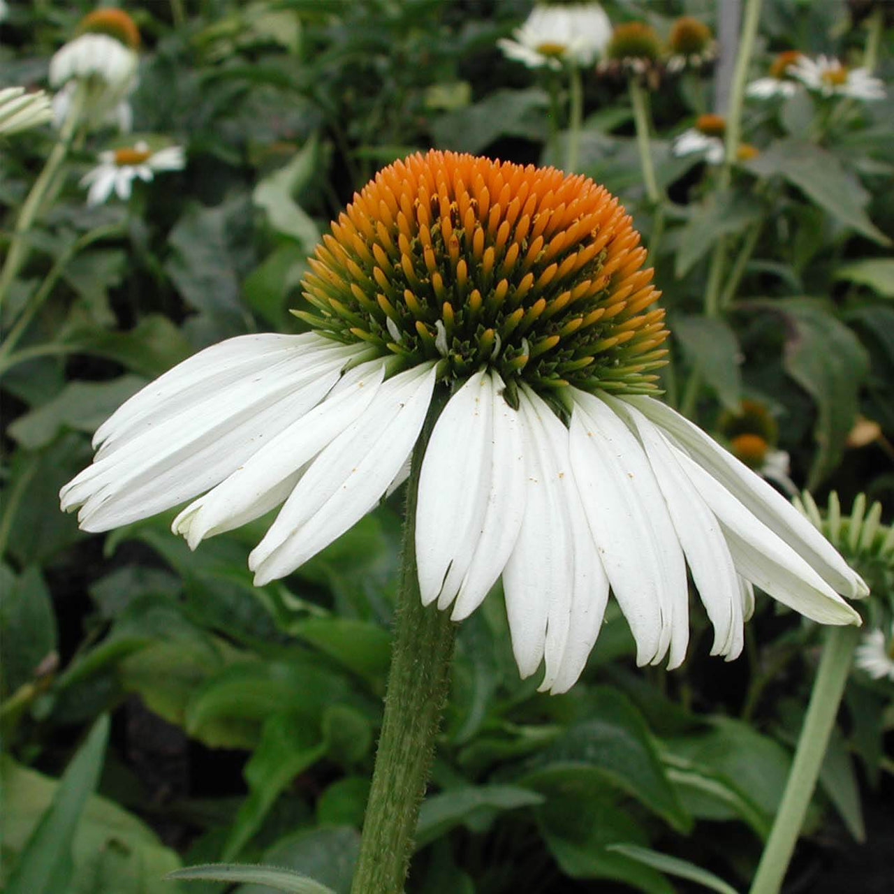 Echinacea 'White Swan' Coneflower