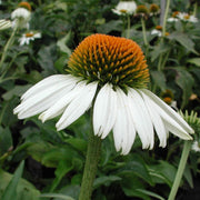 Echinacea 'White Swan' Coneflower