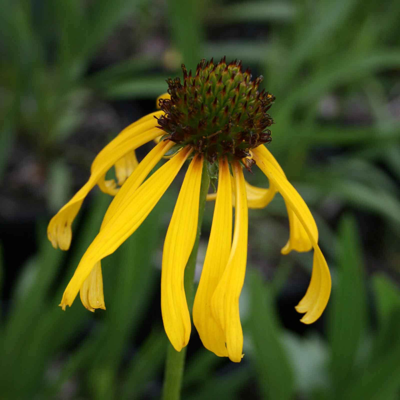 Echinacea paradoxa Coneflower