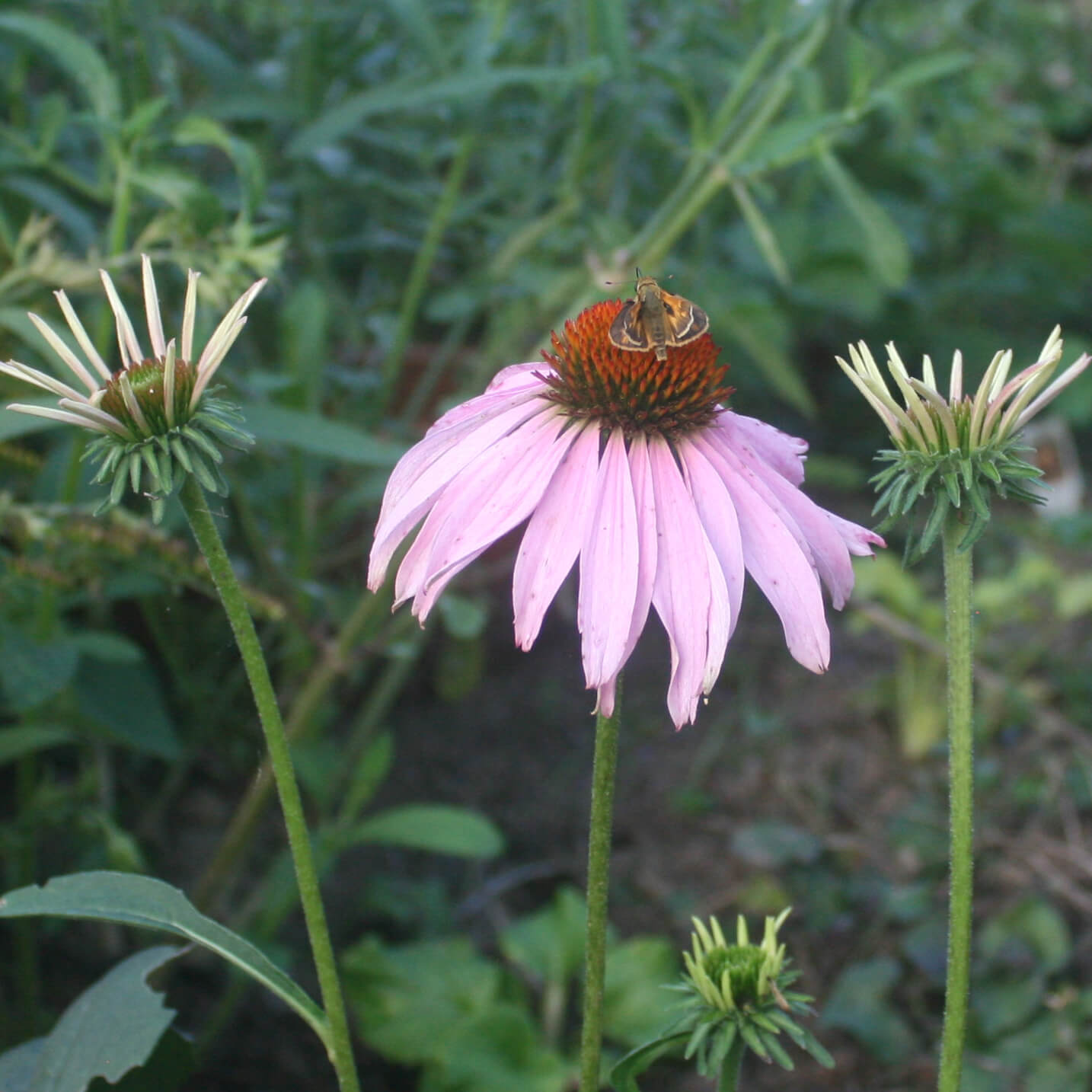 Echinacea purpurea Purple Coneflower for sale | Rare Roots