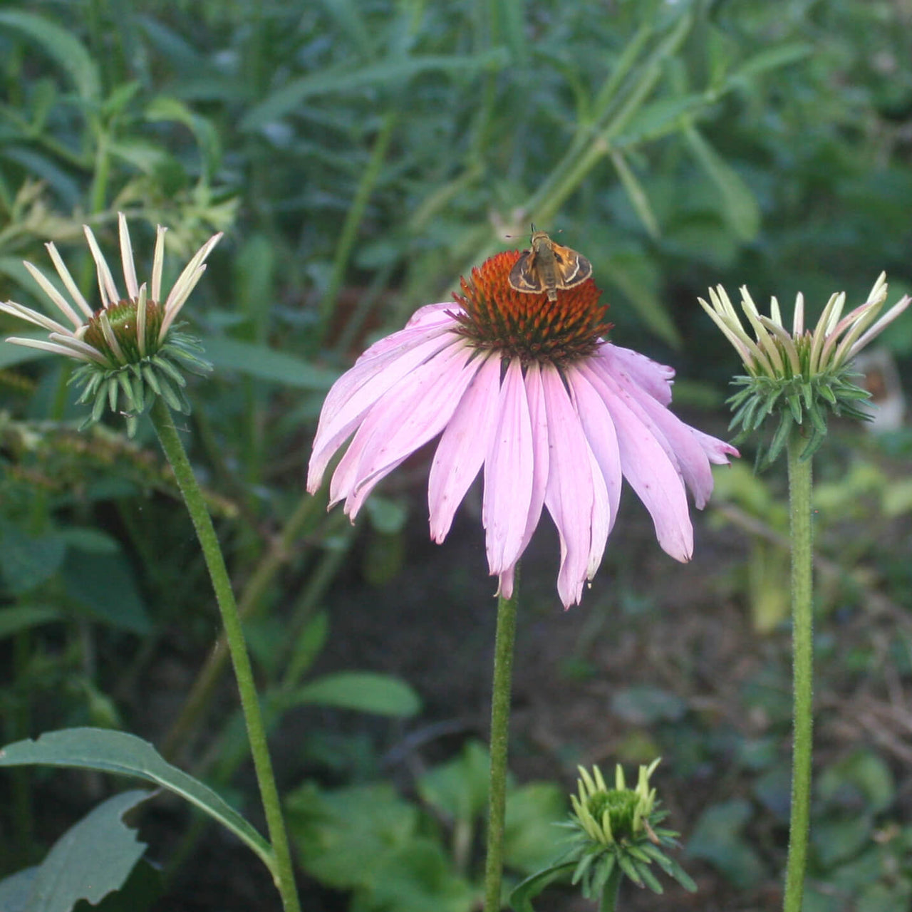 Echinacea purpurea Purple Coneflower