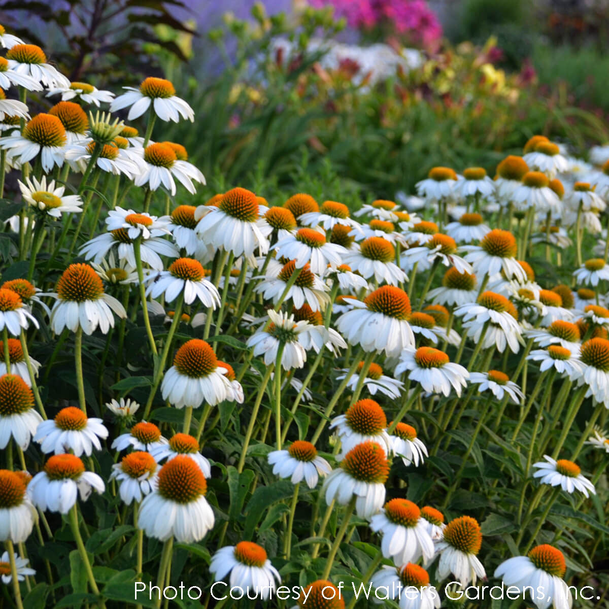 Echinacea 'PowWow White' Coneflower