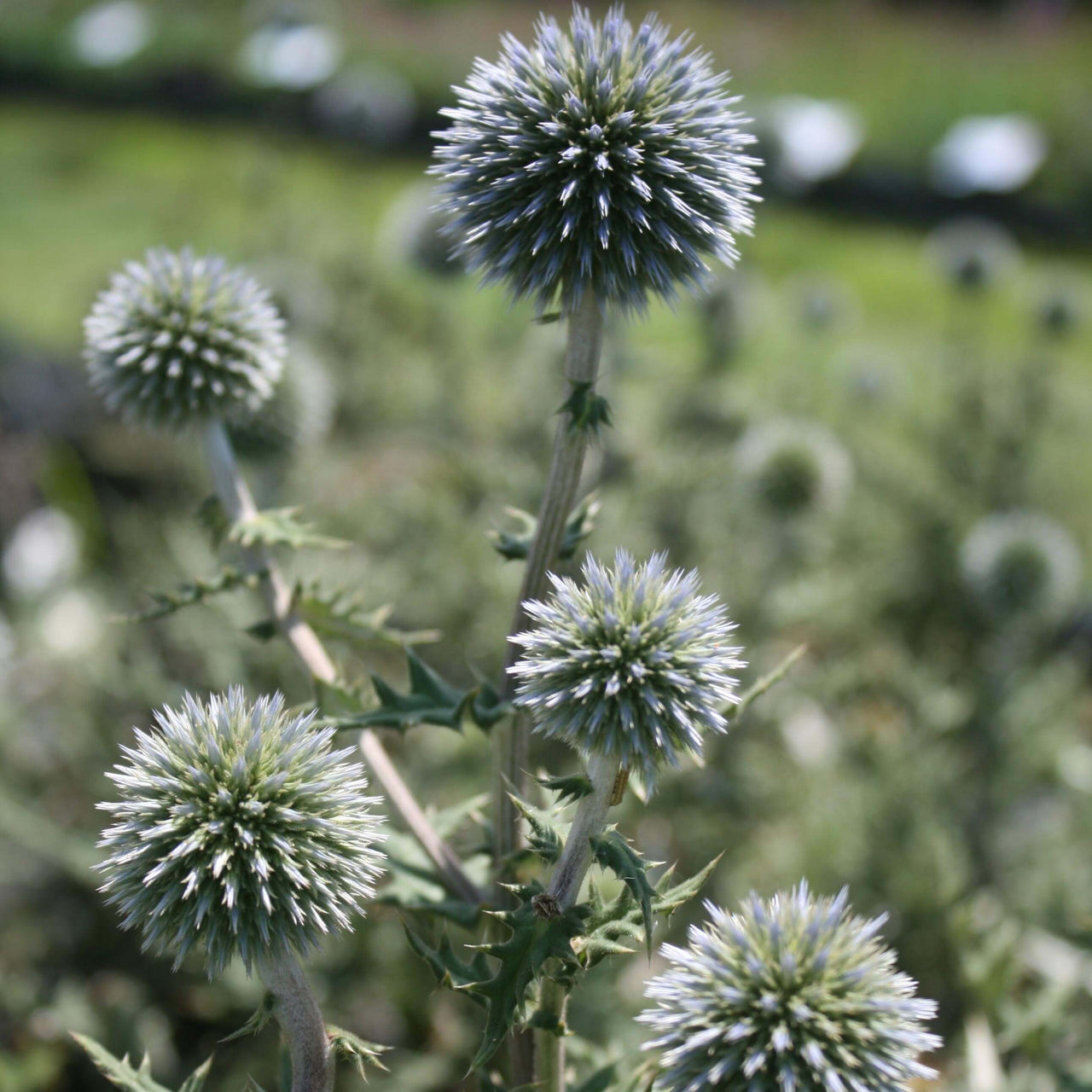 Echinops 'Arctic Glow' Globe Thistle