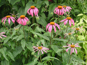 Echinacea purpurea Purple Coneflower