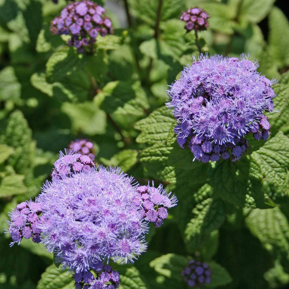 Exceptional and Unique Perennial Plants for Sale Online | Rare Roots