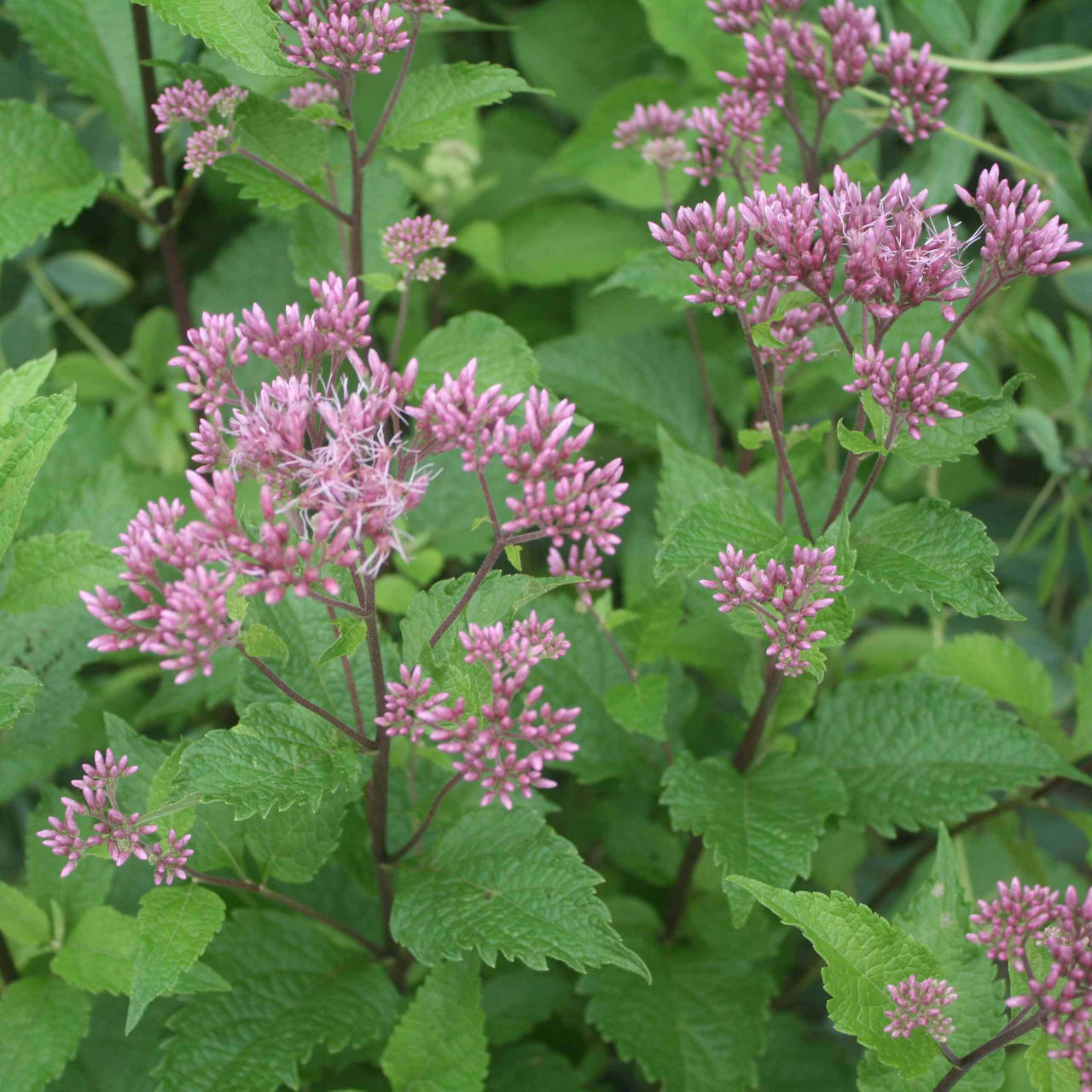 Eupatorium maculatum 'Red Dwarf' Spotted Joe Pye Weed