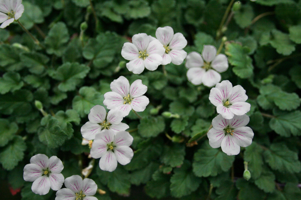 Erodium reichardii 'Alba' Alpine Geranium