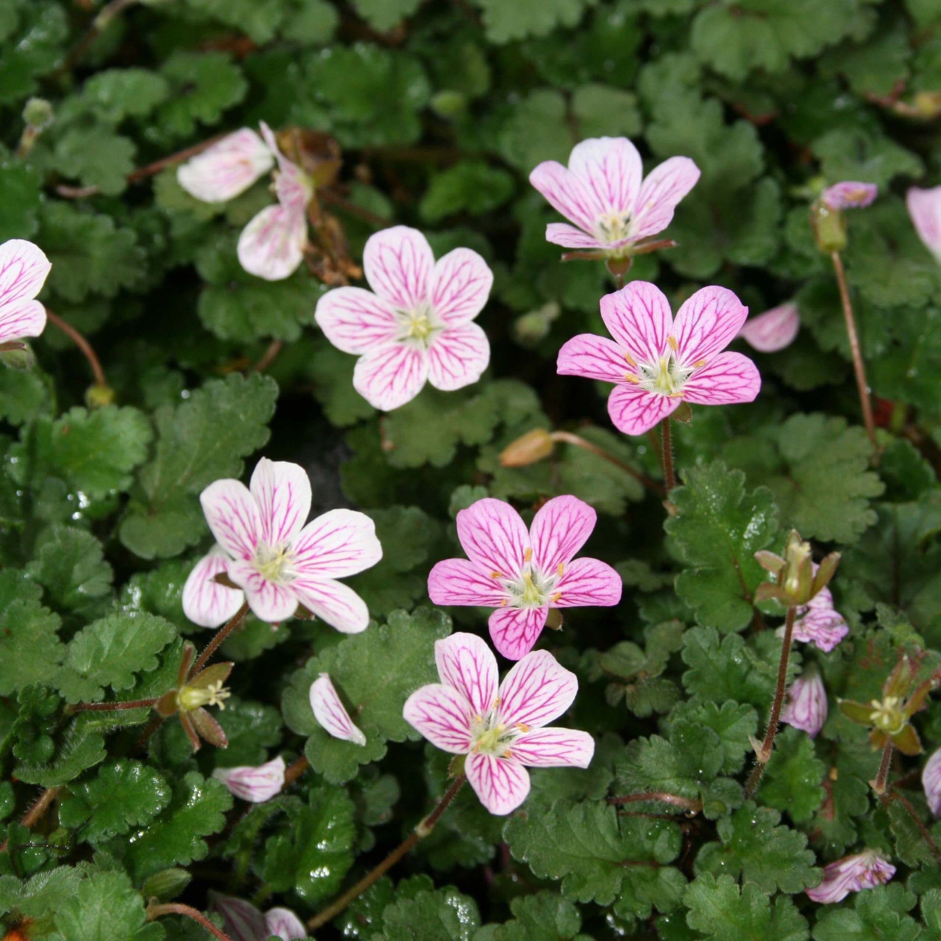 alpine geranium seeds Erodium reichardii 'Charm' Alpine Geranium