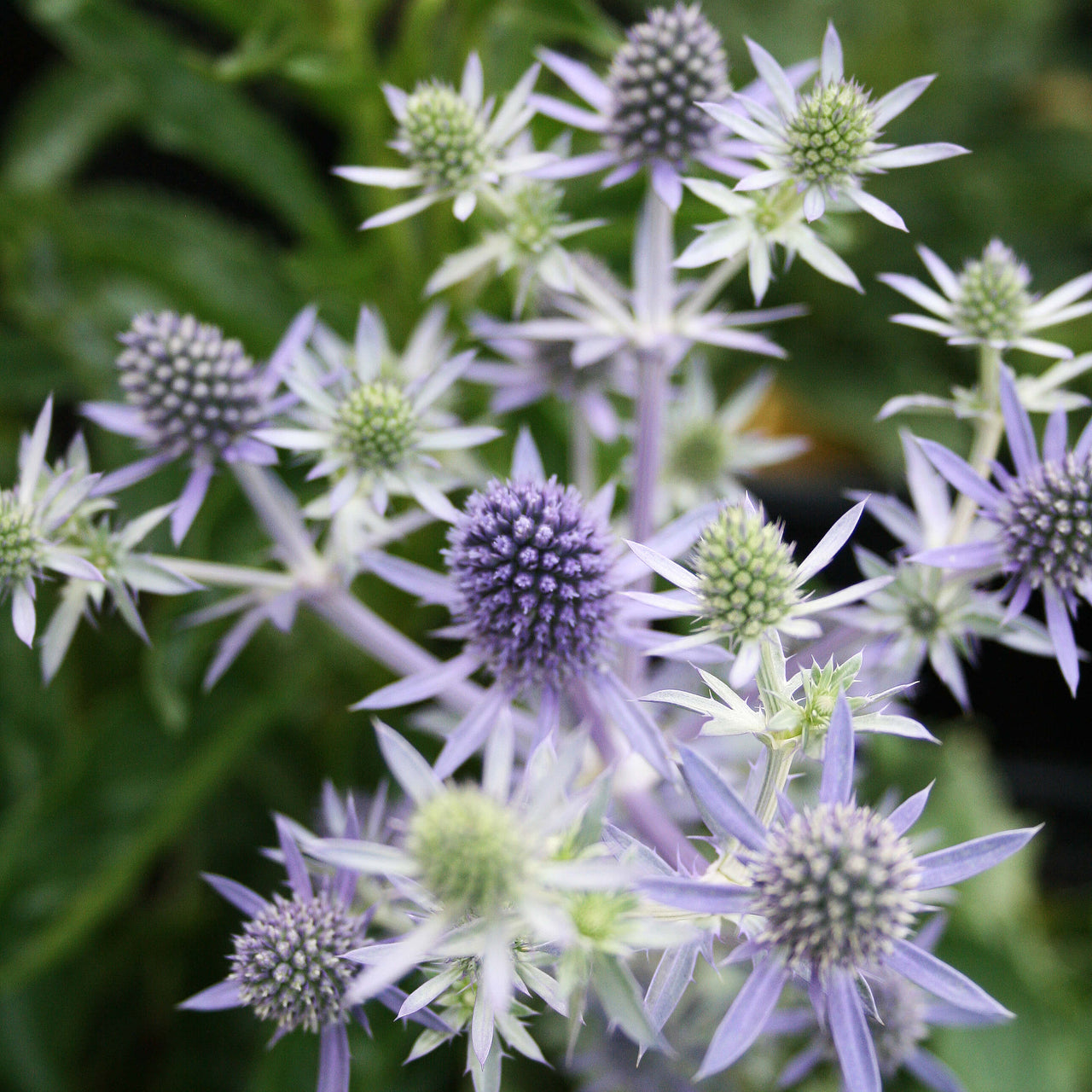 Eryngium planum 'Blue Hobbit' Sea Holly