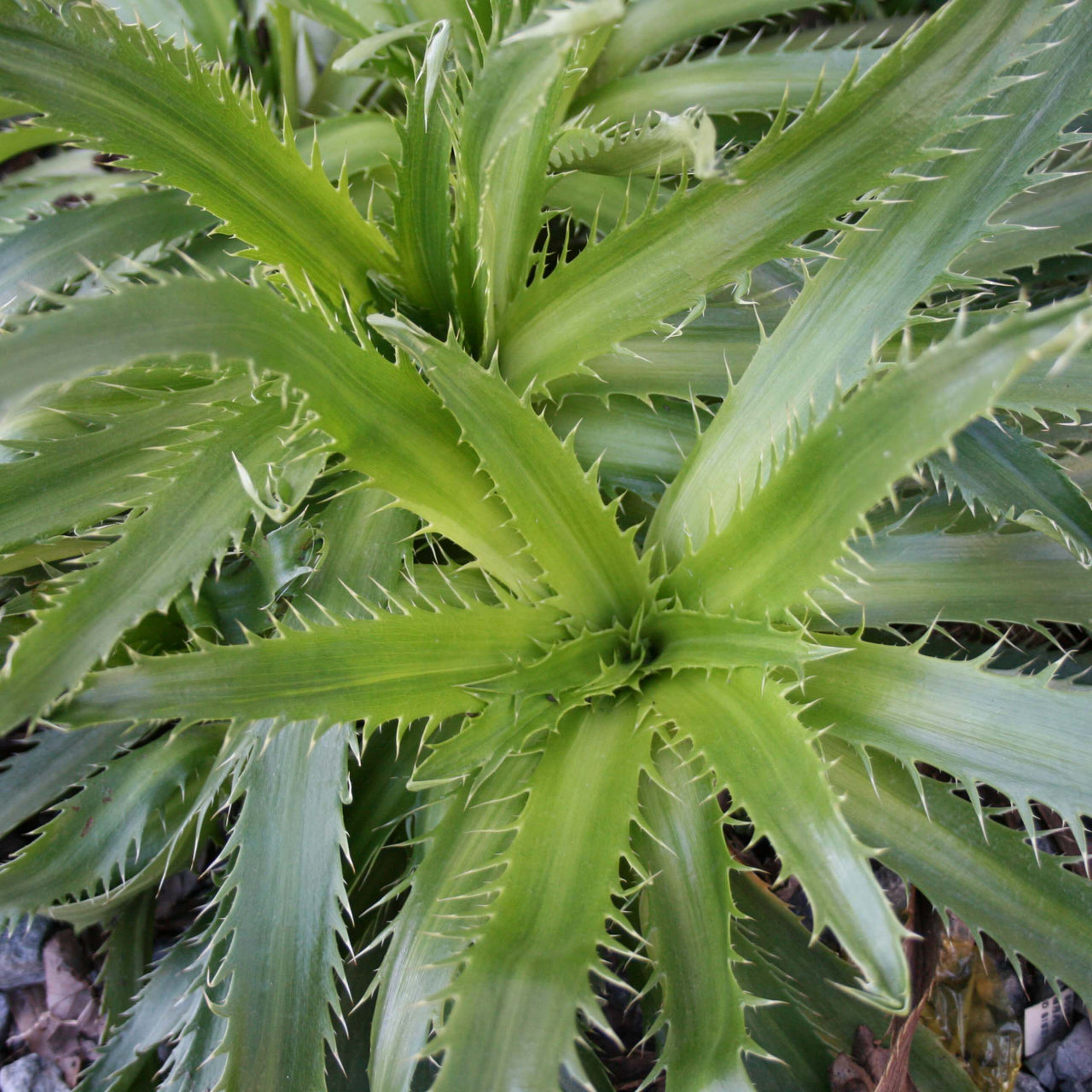 Eryngium bromeliifolium Agave Leaved Sea Holly