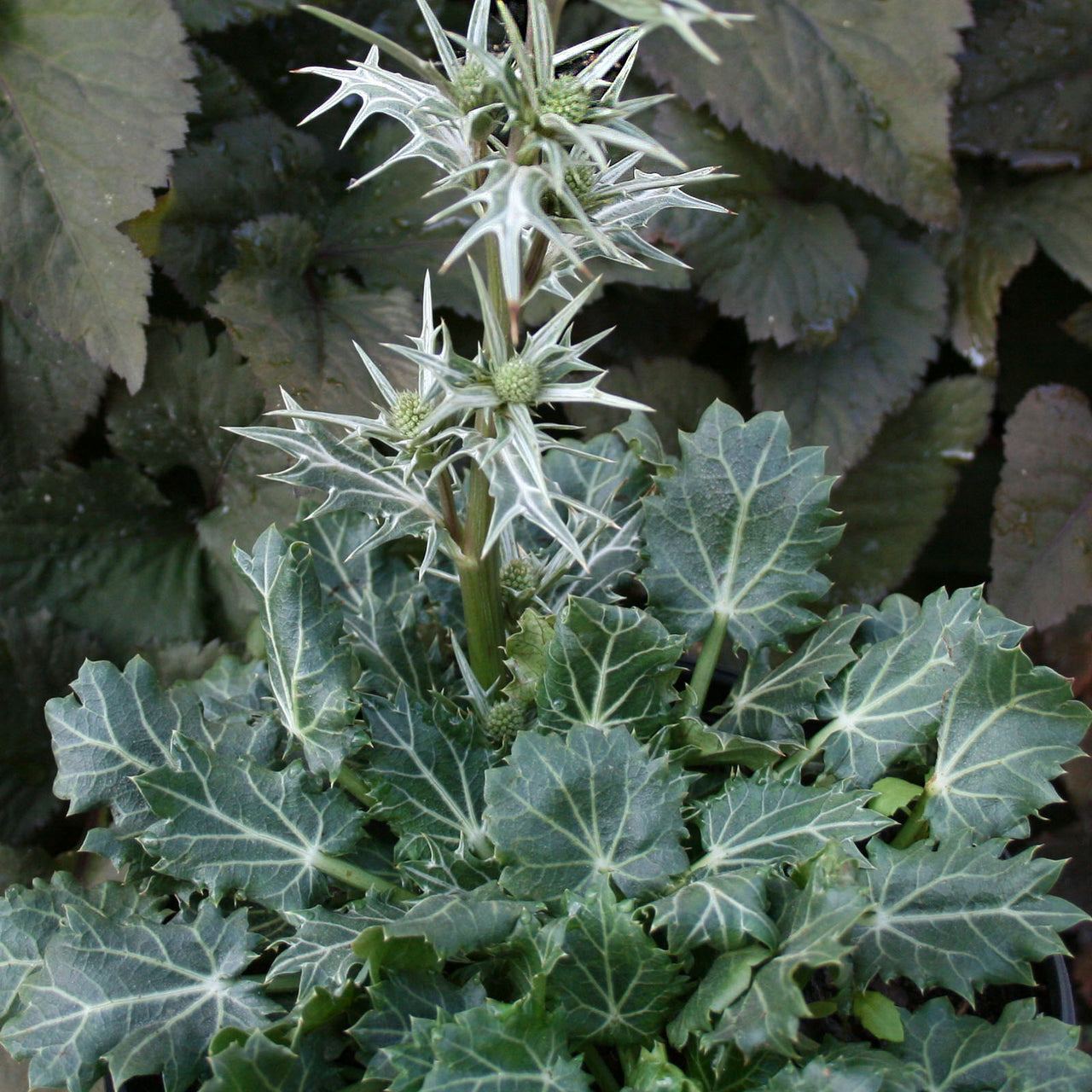 Eryngium varifolium Sea Holly