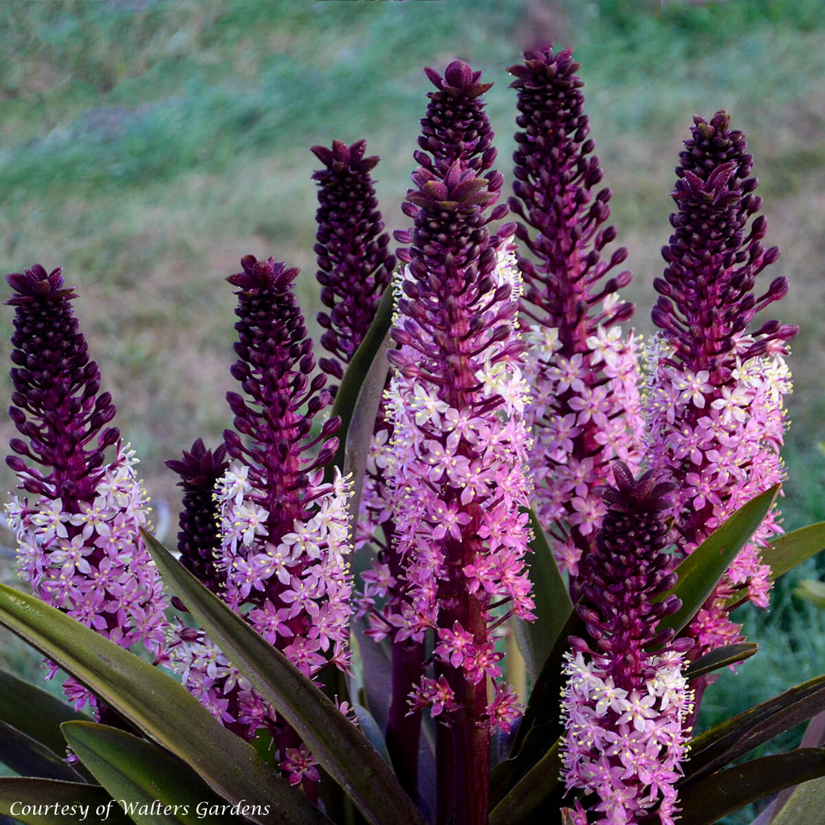 Eucomis comosa 'Safari Adventure' Pineapple Lily