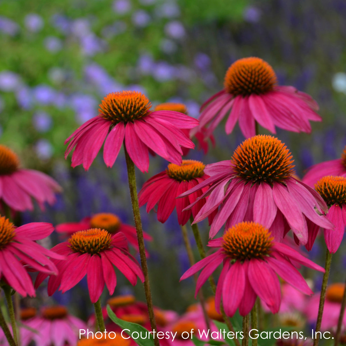 Echinacea purpurea PowWow Wild Berries Coneflower