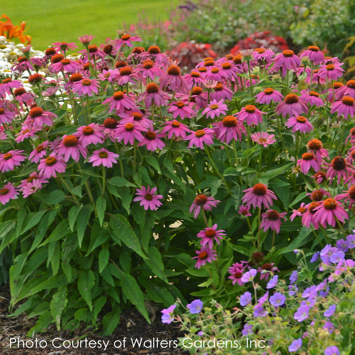 Echinacea purpurea PowWow Wild Berries Coneflower