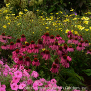 Echinacea purpurea PowWow Wild Berries Coneflower