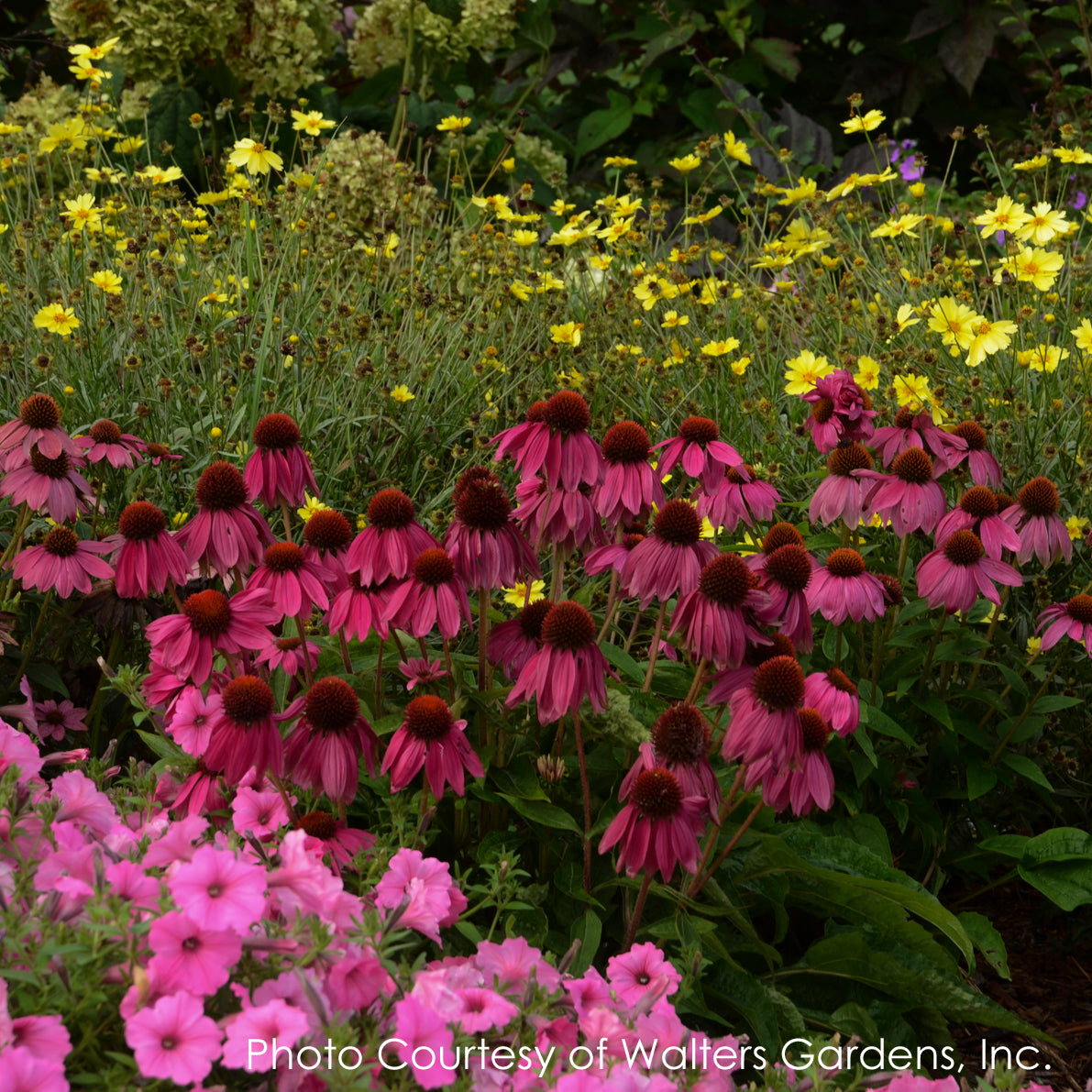 Echinacea purpurea PowWow Wild Berries Coneflower