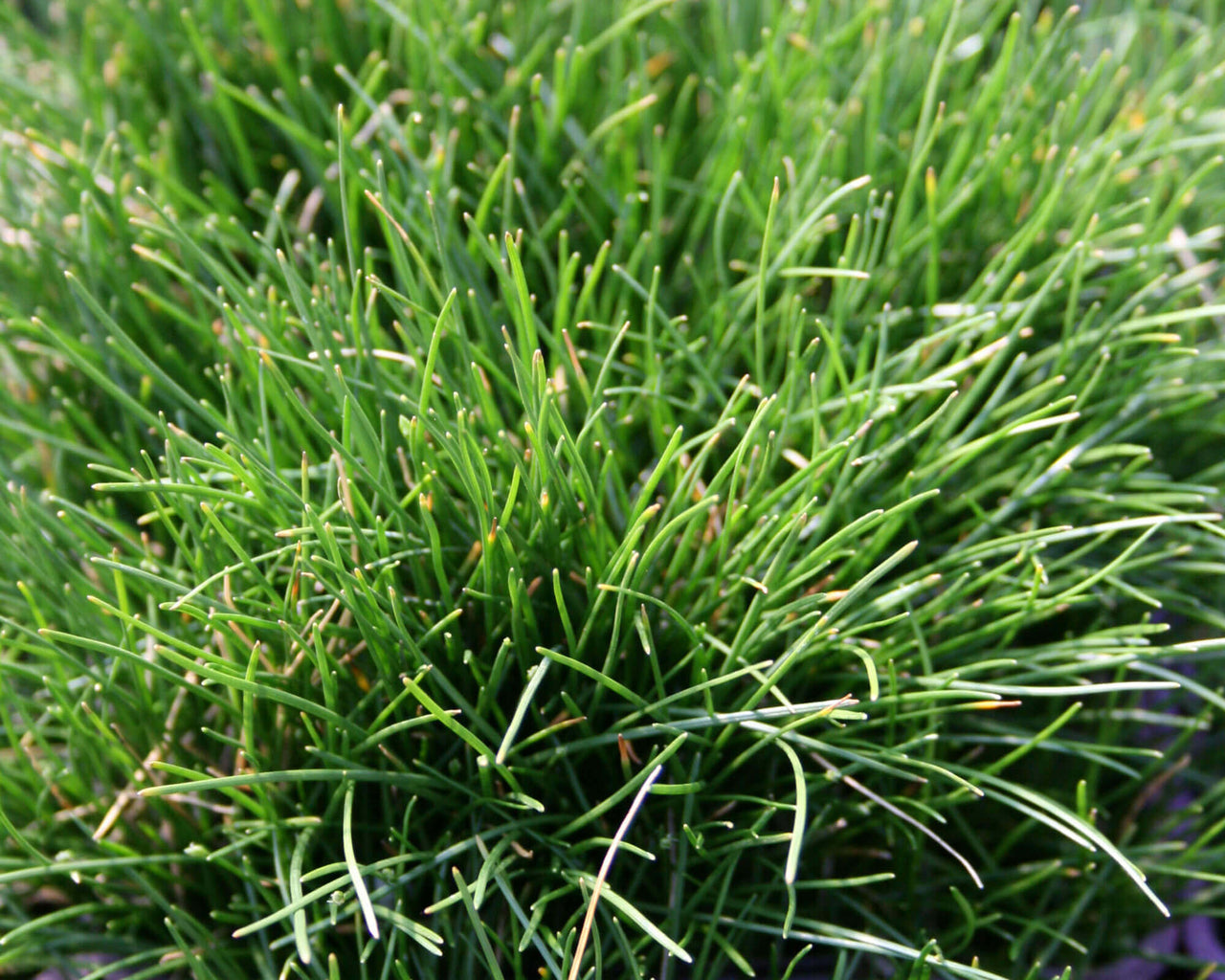 Eleocharis radicans Miniature Rush