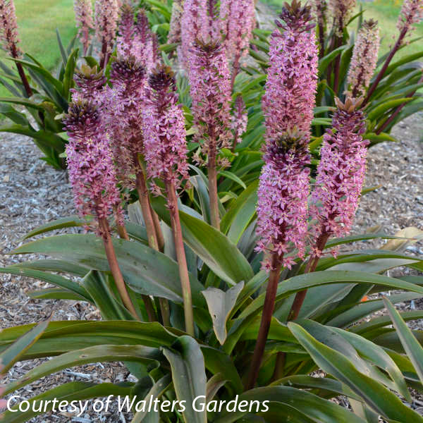 Eucomis 'African Night' Pineapple Lily