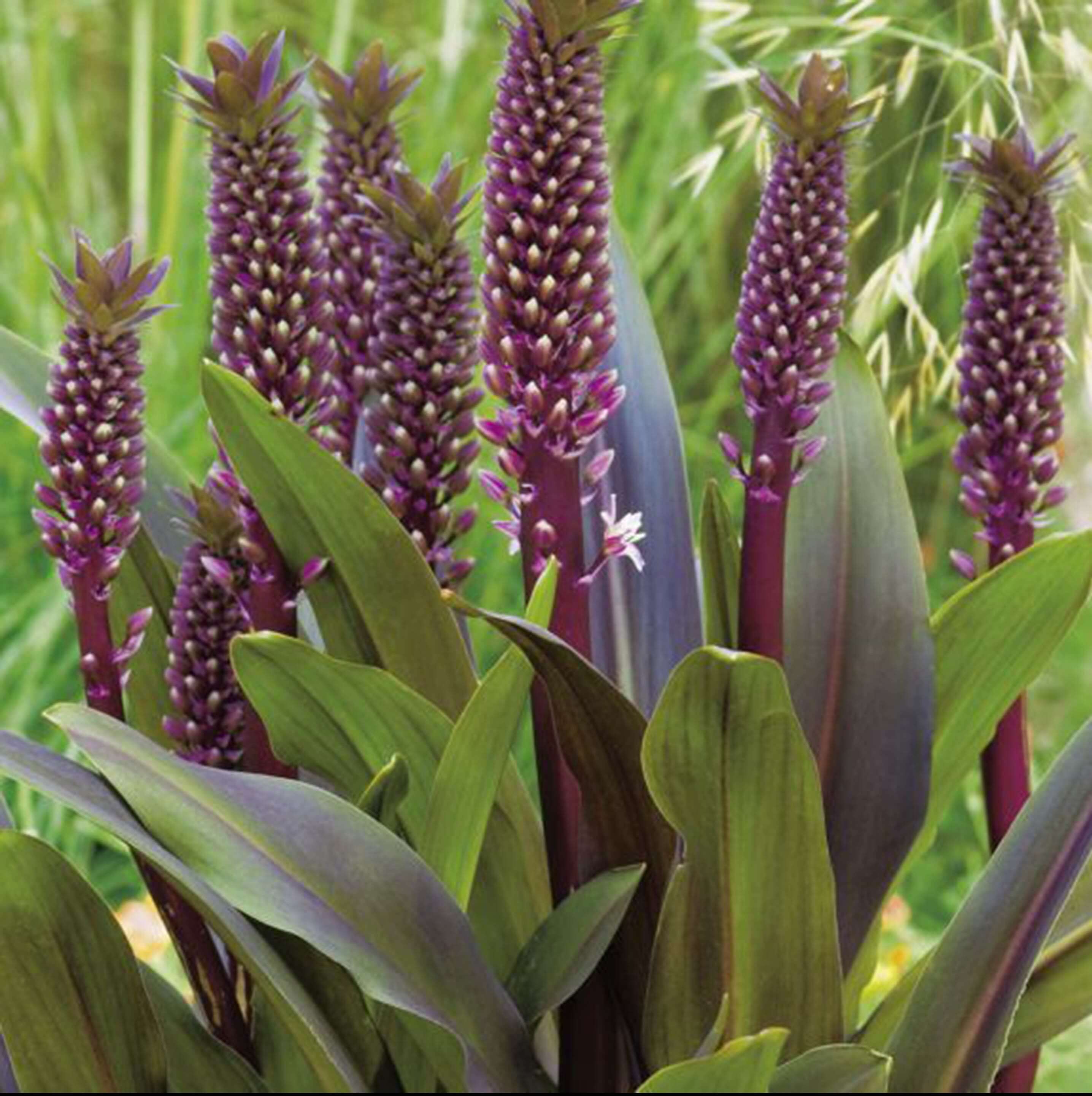 'Sparkling Burgundy' Pineapple Lily