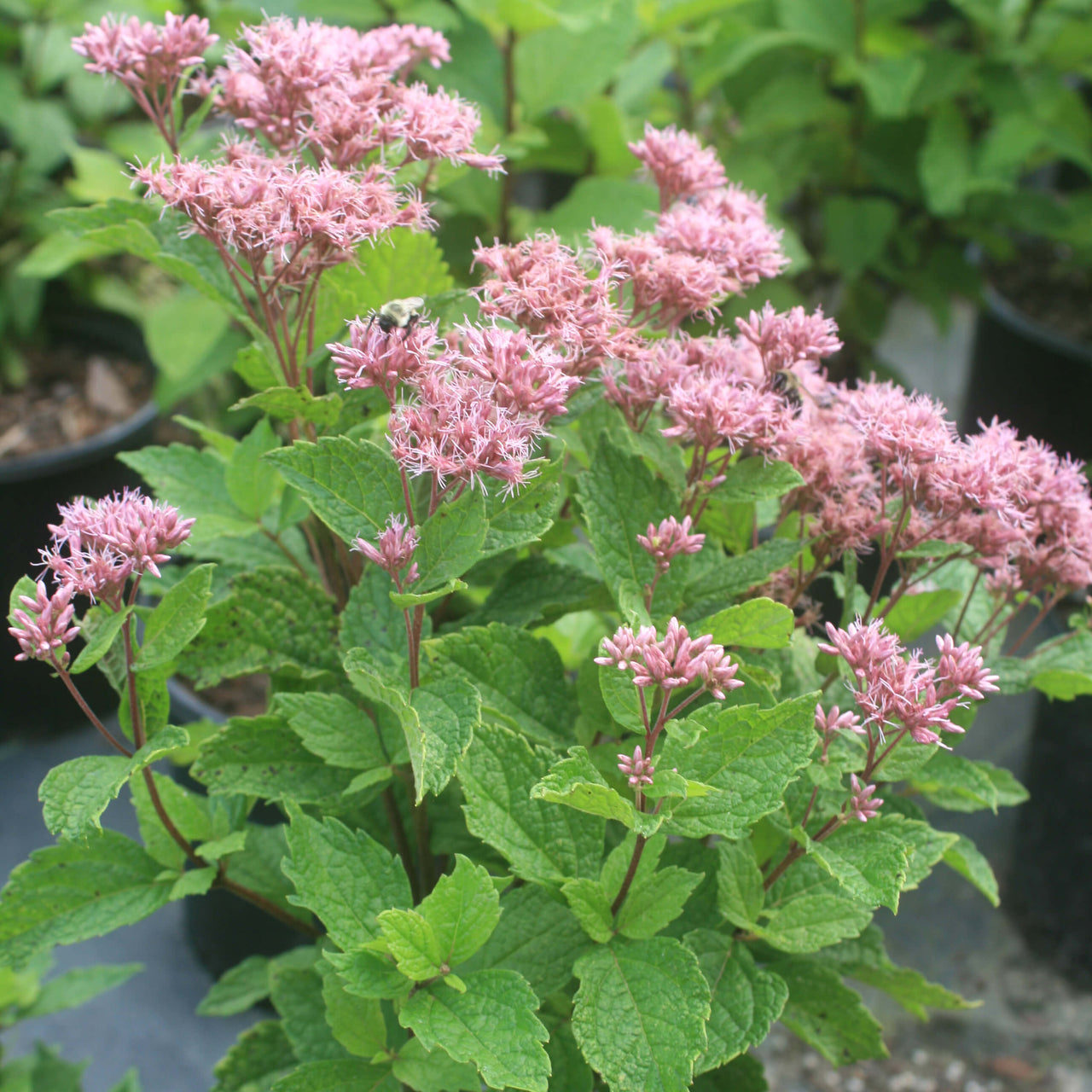 Eupatorium (Eutrochium) dubium 'Baby Joe' Joe Pye Weed