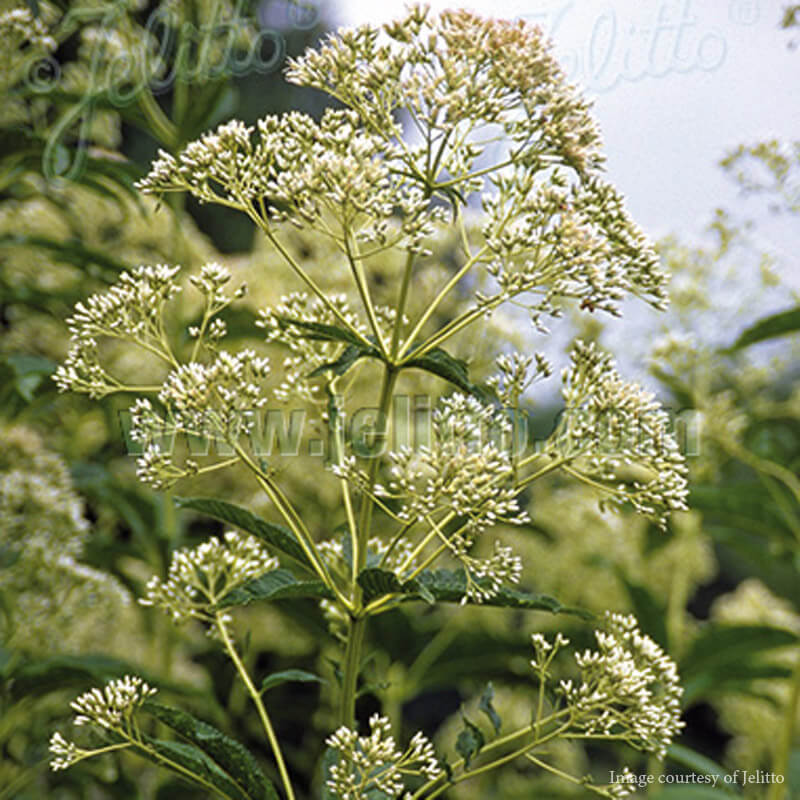 Eupatorium (Eutrochium) fistulosum 'Ivory Towers' Joe Pye Weed